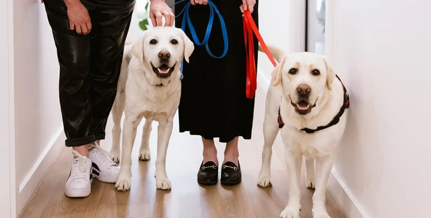 Call For Your Creature Comforts In Warragul, Gippsland At Warragul Dental Care