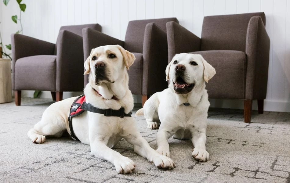 Dental Therapy Dog Near Warragul, Gippsland In Warragul Dental Care