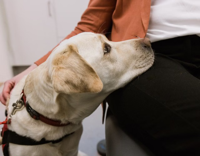 Dogtor Bruce, Our Dental Therapy Dog, To Calm Your Nerves And Make You Feel Comfortable In Warragul, Gippsland In Warragul Dental Care