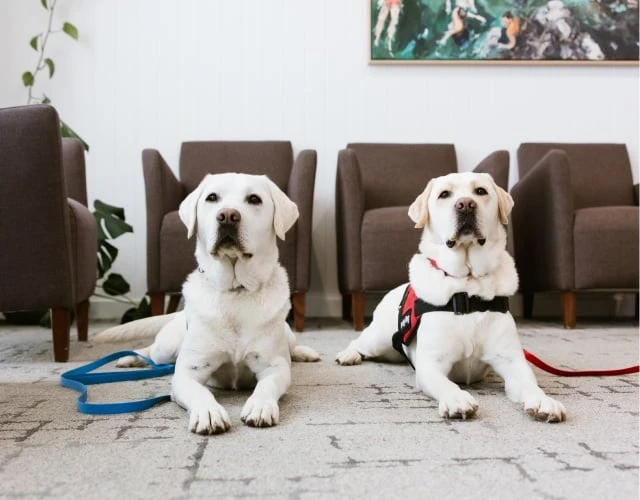 Dogtor Bruce, Our Therapy Dog In Warragul, Gippsland In Warragul Dental Care