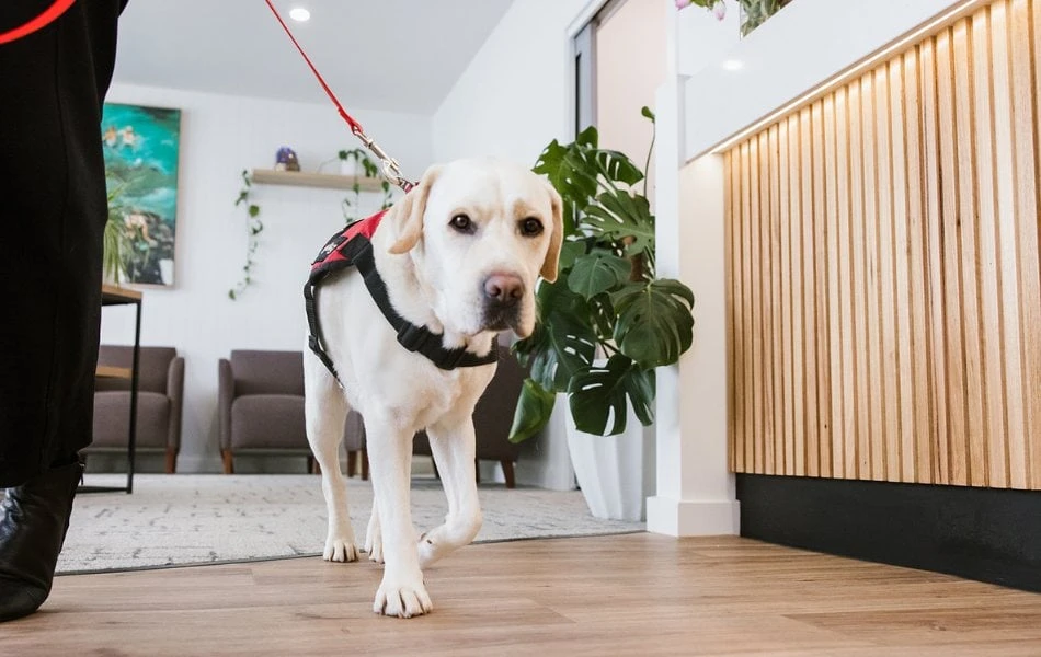 Is Bruce Always Pampered And Preened Near Warragul, Gippsland In Warragul Dental Care