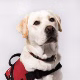 Dogtor Bruce, Certified Dental Therapy Dog At Warragul Dental Care